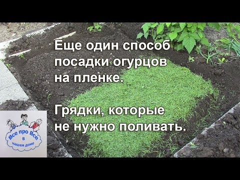 Видео: Еще один способ посадки огурцов на пленке.