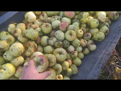 Видео: Все яблоки быкам