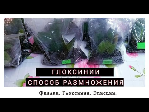 Видео: Глоксинии. Способ размножения. #gloxinia