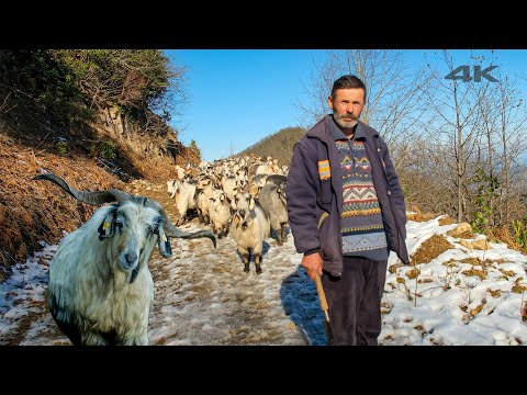 Видео: Хан и пастухи коз на горе - документальный фильм ▫️4K▫️