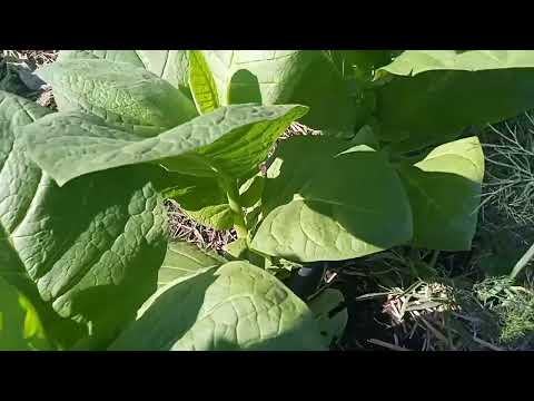 Видео: Что не так с мульчированием.