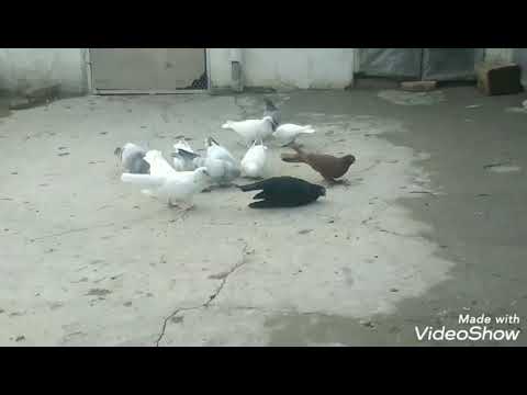 Видео: Бухарские голуби Махмута