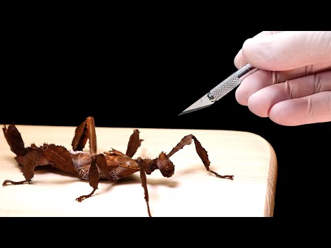 Видео: ЧТО ВНУТРИ ПАЛОЧНИКА? ВСКРЫВАЕМ УМЕРШЕГО ОГРОМНОГО ПАЛОЧНИКА. СМОТРИМ ПОД МИКРОСКОПОМ