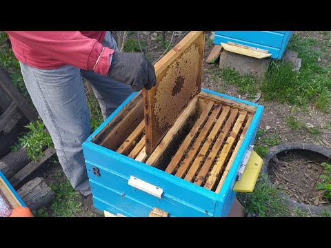 Видео: Выравнивание семей. Подсиливая слабых, недопускаем роение сильных.