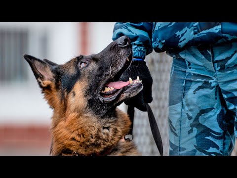 Видео: Кинологическая служба МВД| Элита | ТВР24 | Сергиев Посад
