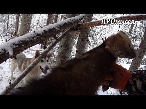 Видео: Вот и соболь.Капкан для подписчика.