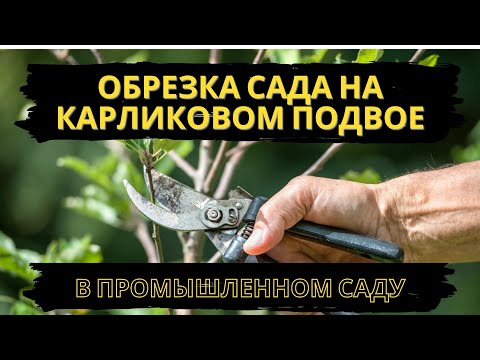 Видео: Обрезка яблони на карликовом подвое в промышленном саду