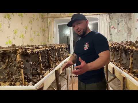 Видео: Введение в рацион улитки морковку. Минусы запуска маточника в непредназначенном для этого помещении.