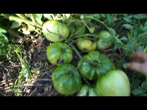 Видео: томаты 2018  август ,  открытый грунт    часть1