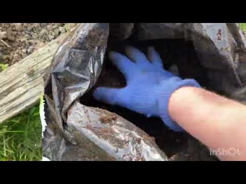 Видео: Всегда с огурцами без теплицы . Сажаем вместе со мной