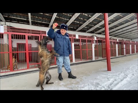 Видео: Итке акыл үйрөтүүнүн сырлары