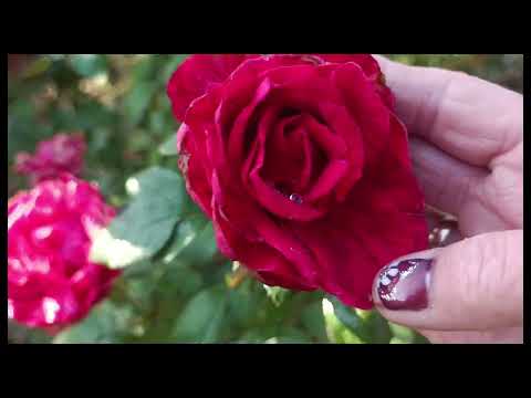 Видео: ЩЕ Є КРАСА В НАШИХ САДОЧКАХ.