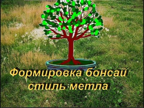 Видео: Формировка бонсай стиль метла. Bonsai style broomstick