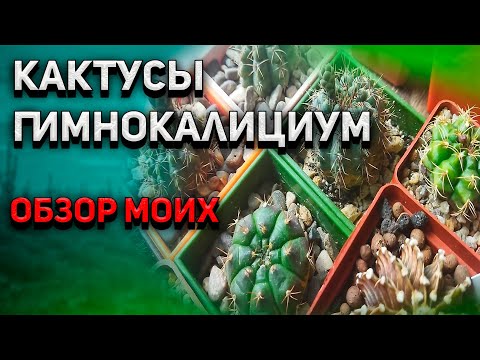 Видео: Кактус Гимнокалициум. Gymnocalycium. Обзор моих кактусов. Уход за кактусом.