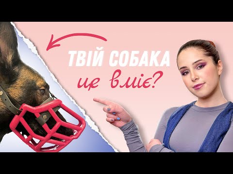 Видео: Що Повинен Знати Кожен Собака? | ТОП-10 Важливих Навичок для Вашого Собаки | Це Може Врятувати Життя