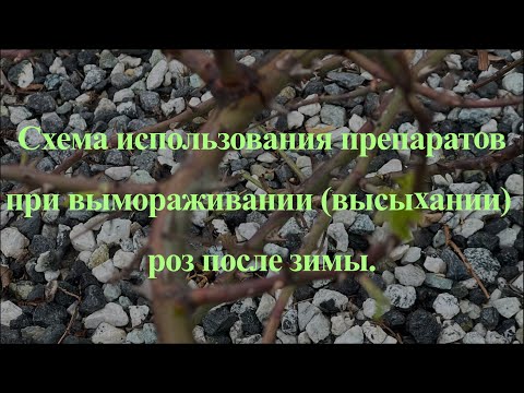 Видео: Схема использования препаратов при вымораживании (высыхании) роз после зимы.
