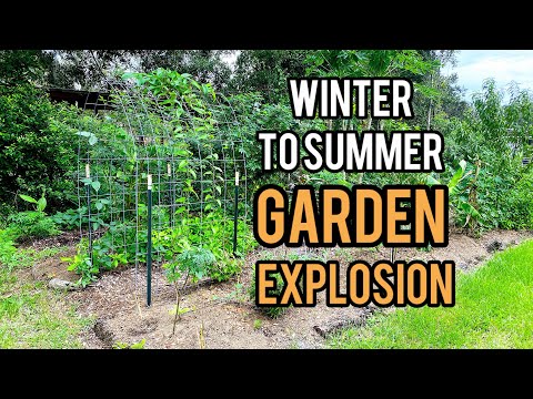 Видео: От пустоши к изобилию: прекрасное преображение моего сада с зимы на лето!