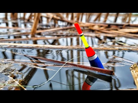 Видео: ДИКИЕ КАРАСИ НА ПОПЛАВОК в КАМЫШАХ! НЕВОЗМОЖНО ОСТАНОВИТЬСЯ! ОТКРЫТИЕ НА УДОЧКУ!