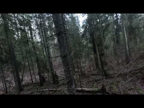 Видео: 1.11.2025. Охота на зайца с русской гончей. 