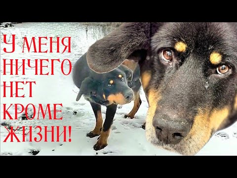 Видео: 💔Глухой пёс выживал на улице/идти некуда/ в ухе кусок свинца/боль/ отчаяние/страх 😭Help save the dog