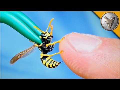 Видео: Ужилване от Жълта Оса с Coyote Peterson 🐝 Brave Wilderness Български