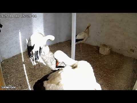 Видео: 🔴LIVE🔴 Брестский аист, Зимник
