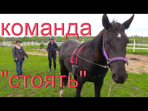 Видео: Первые команды на вожжах с молодой лошадью.