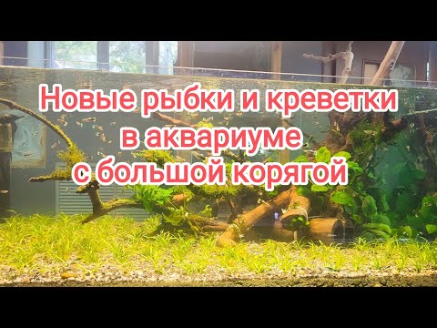 Видео: Запустил кучу гуппи и креветок блю дрим в большой аквариум с корягой у входа