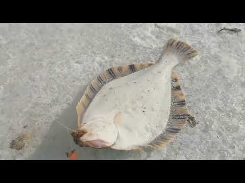 Видео: ТАВРИЧАНКА. ЗАКРЫТИЕ СЕЗОНА.НО ЭТО НЕ ТОЧНО