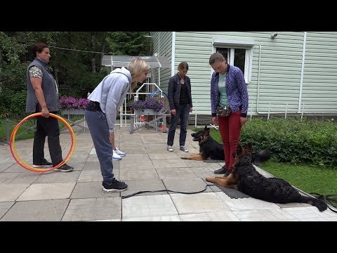 Видео: ДТ-68. Консультация по встрече щенка.