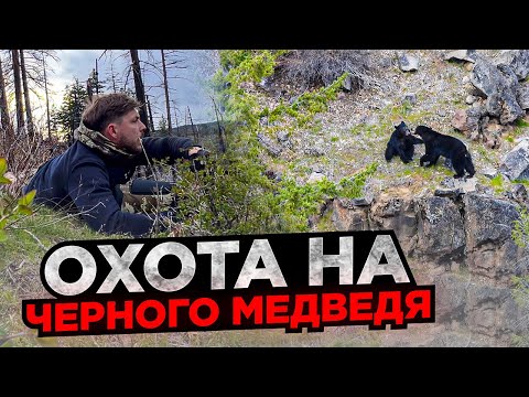 Видео: Охота на черного медведя или барибал в США