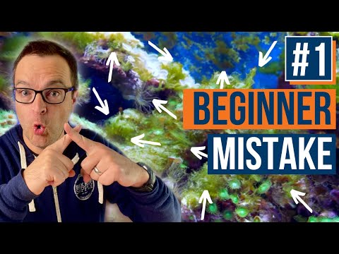 Видео: Водоросли-нити в рифовом аквариуме и не только... 10 ошибок, которых следует избегать! Эпизод: 38a