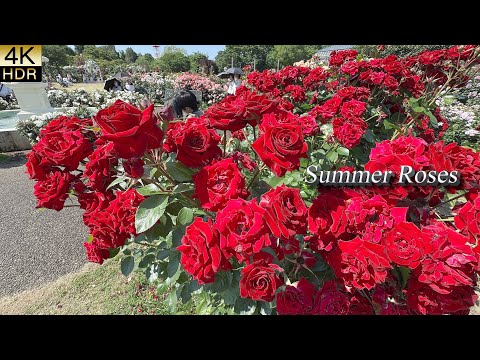 Видео: 【4K HDR РОЗЫ】Сад роз Кейсэй, лето 2025 — Розы в ароматных снах