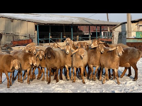 Видео: Сатылып кетти чалбай эле коюңуз