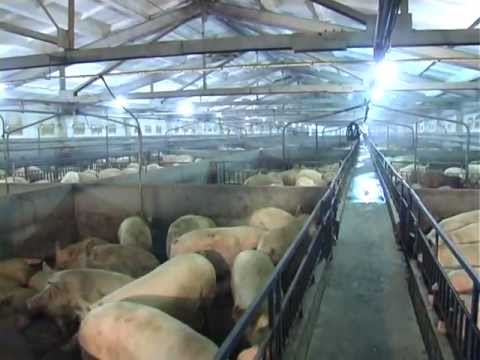 Видео: Свинокомплекс "Дороничи". 2007