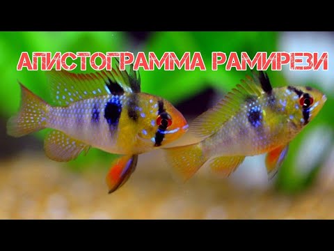 Видео: АПИСТОГРАММА РАМИРЕЗИ. СОДЕРЖАНИЕ В АКВАРИУМЕ