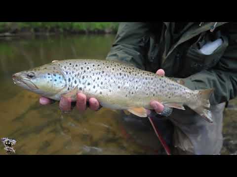 Видео: Толстая форель. Перед обильными осадками