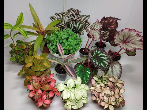 Видео: Растения едут в новый дом #4