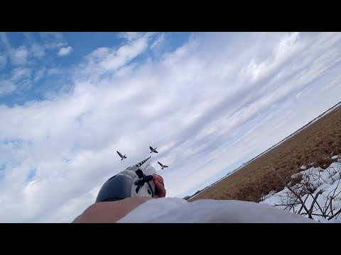 Видео: Охота на гуся. Весна 2025.