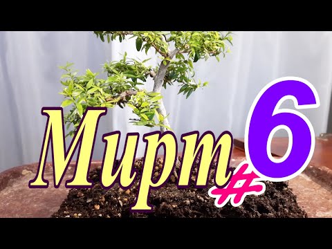 Видео: Бонсай из Мирта/Mȳrtus #6 Август 2025