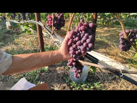 Видео: Обзор ультраранних и ранних сортов винограда