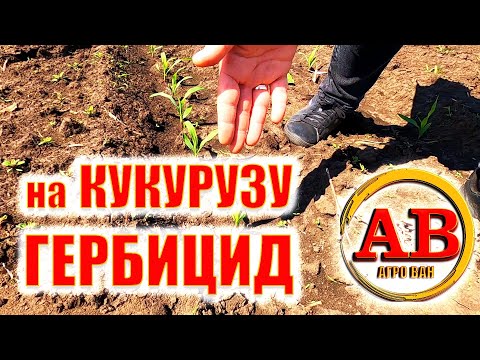Видео: 🌽ЯК НЕ КРУТИ А КУКУРУДЗА  ПОВИННА БУТИ ЧИСТА ПІСЛЯ #ГЕРБІЦИДУ