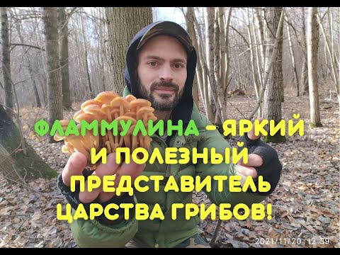 Видео: ФЛАММУЛИНА (Flammulina velutipes)! 🌿 Зимний опенок - полезный представитель царства грибов! 🍄
