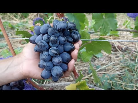 Видео: Огляд сортів винограду Айзберг Чорний кристал