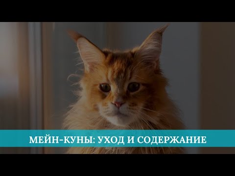 Видео: Мейн-куны: уход и содержание