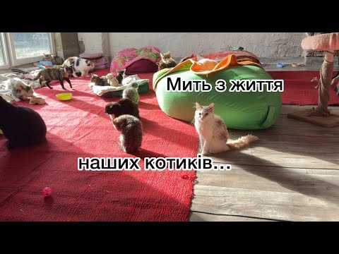 Видео: Мить з життя наших котиків. Нам потрібні перегляди!
