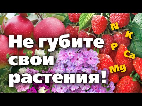 Видео: Не вносите удобрения, пока не посмотрите это видео. Азот, фосфор, калий и другие элементы