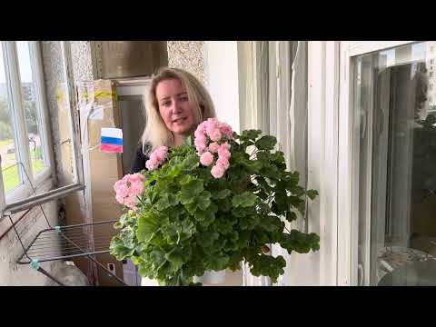 Видео: Цветение пеларгонии ТА-Эммануэль 2025