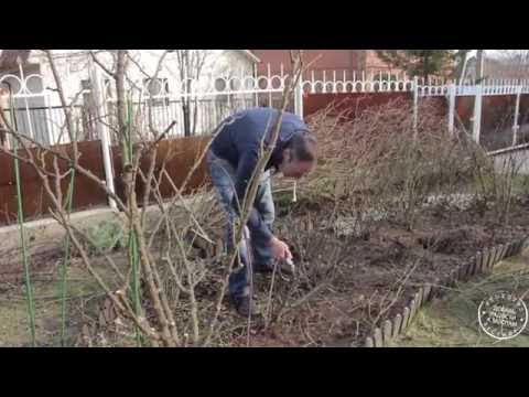 Видео: Обрезка роз с Алексеем Степановым (полная версия). Часть 2