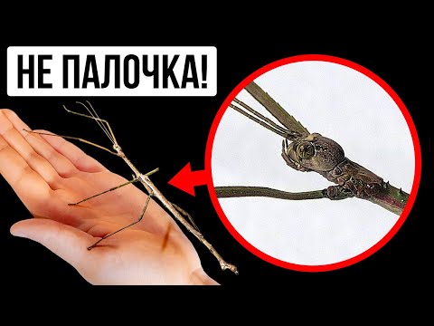 Видео: 25+ опасных насекомых, на которых можно смотреть, но не прикасаться